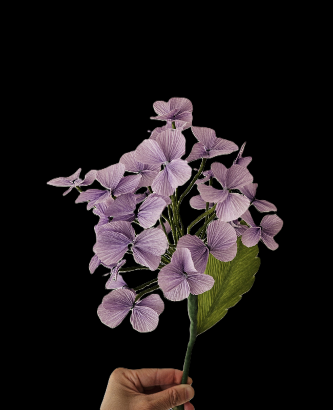 hydrangea-paperflower
